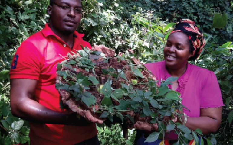 edible and medicinal mushroom